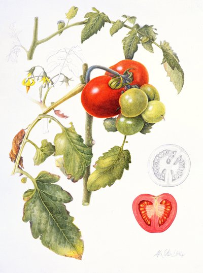 Tomaten, 1994 von Margaret Ann Eden